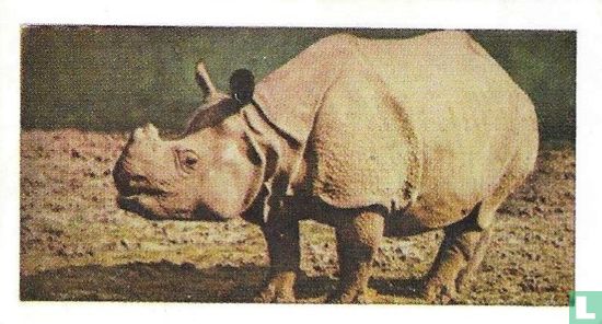 Rhinoceros (Great Indian) - Image 1