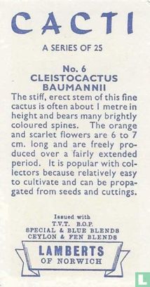 Cleistocactus Baumannii - Afbeelding 2