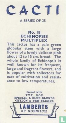 Echinopsis Multiplex - Afbeelding 2