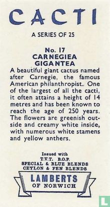 Carnegiea Gigantea - Afbeelding 2