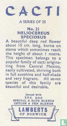Heliocereus Speciosus - Afbeelding 2
