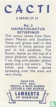 Hamatocactus Setispinus - Afbeelding 2