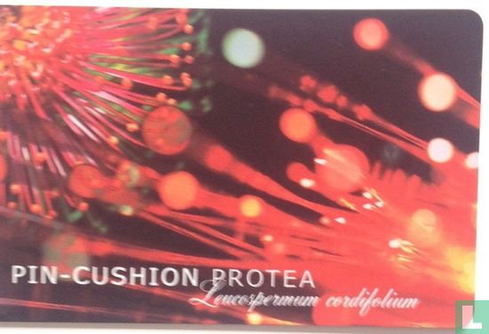Pin-Cushion protea - Afbeelding 1