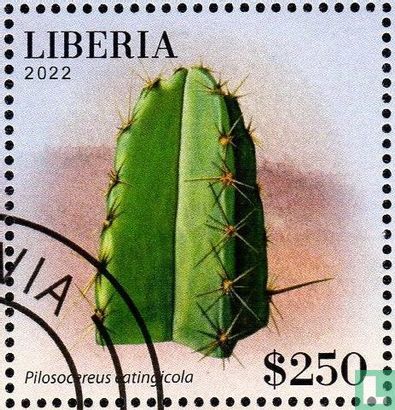 Cactus