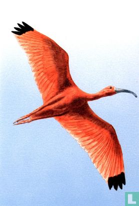De Rode Ibis - Afbeelding 1