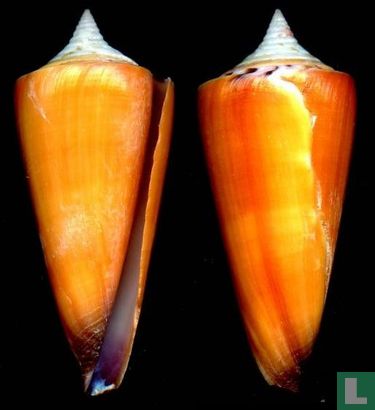 Conus krabiensis