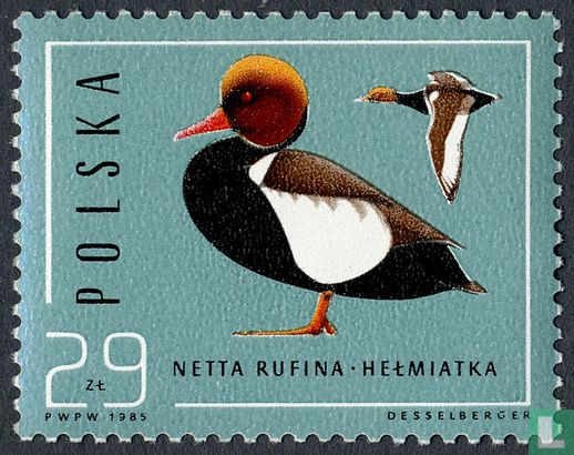 Canards