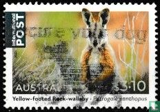 Yellow-footed kangaroo