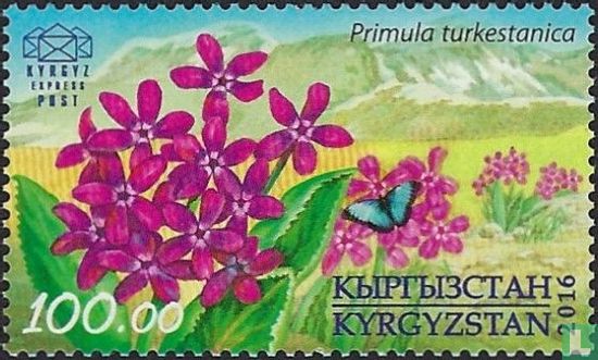 Turkestaanse Primula - Afbeelding 1