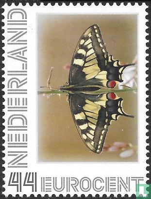 Butterflies - Swallowtail