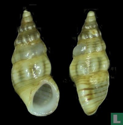 Rissoa variabilis - Afbeelding 1
