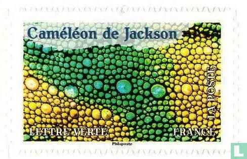 Jacksons kameleon