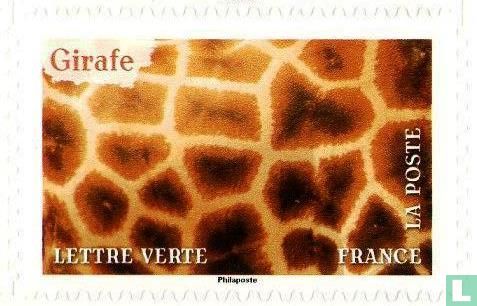 Girafe