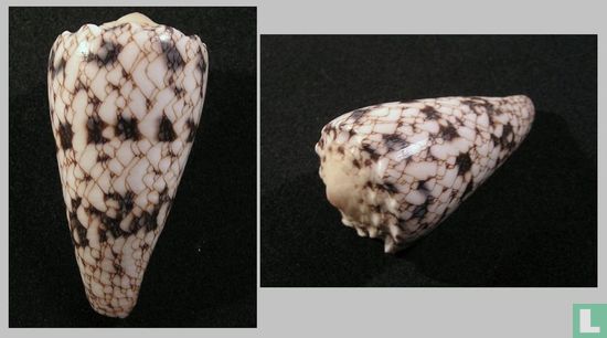 Conus araneosus nicobaricus