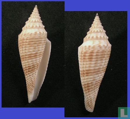 Conasprella orbignyi
