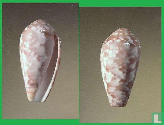 Conus barbara