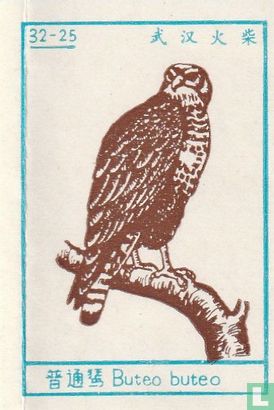 Buteo buteo