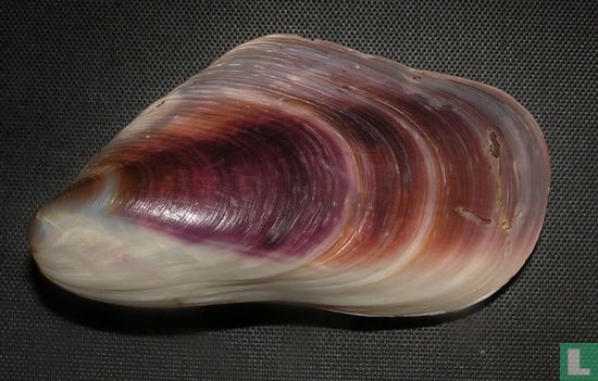 Modiolus barbatus - Bild 1