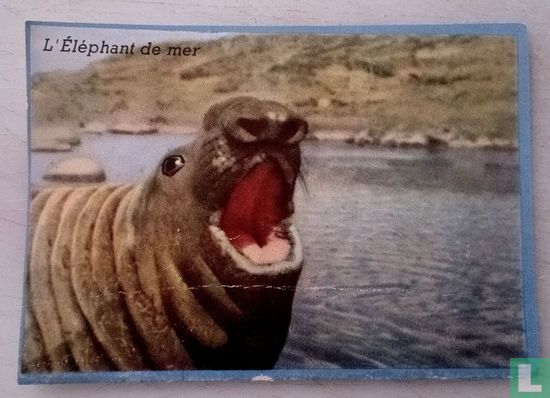 L'éléphant de mer. - Bild 1