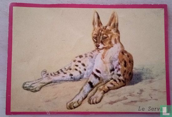 Le serval. - Afbeelding 1