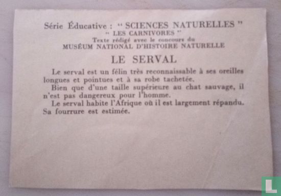 Le serval. - Afbeelding 2