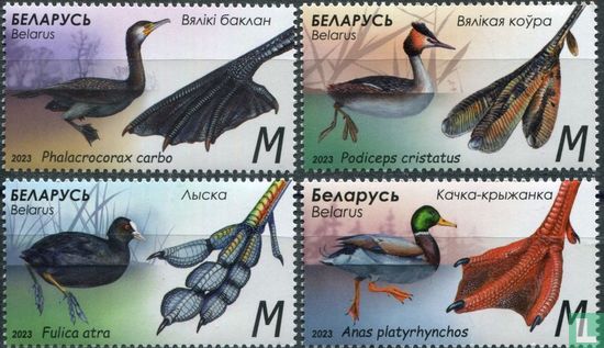 Waterfowl