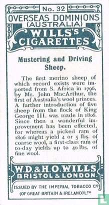 Mustering and Driving Sheep - Image 2