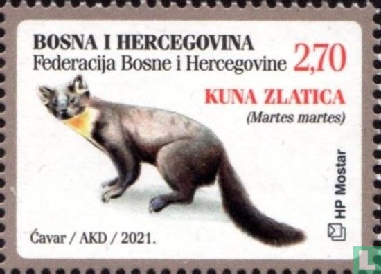 Pine marten