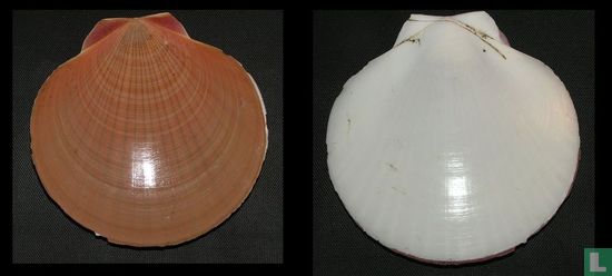 Amusium pleuronectes