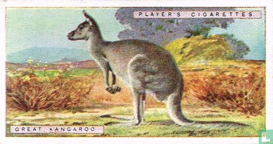 Great Kangaroo - Image 1