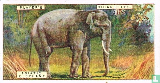 Asiatic Elephant - Image 1