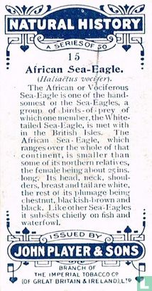 African Sea-Eagle - Image 2