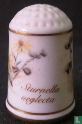 Sturnella neglecta - Image 1