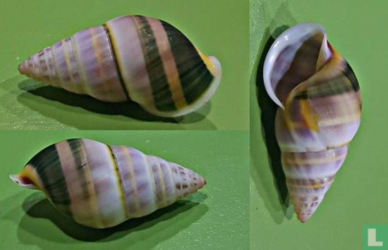 Amphidromus marekboroni