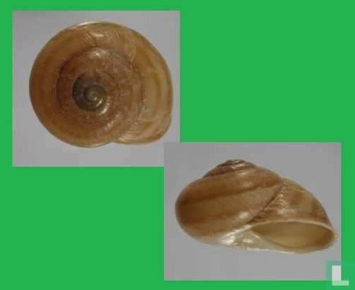 Massylaea azourella