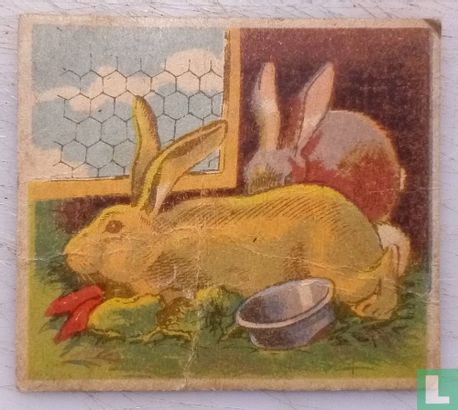 Le lapin (élevage)