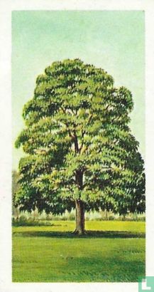 Sycamore - Image 1