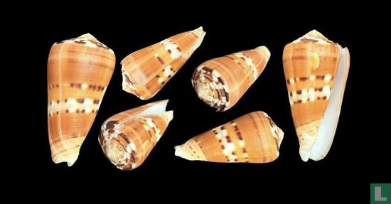 Conus barthelemyi