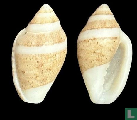 Marginella albocincta