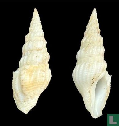 Drillia connelli