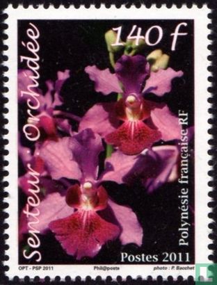 Der Duft einer Orchidee