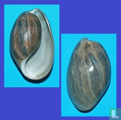 Bulla quoyii