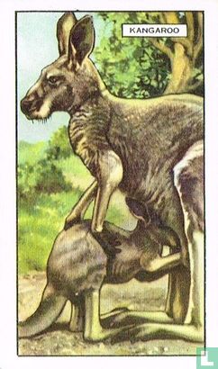 The Great Kangaroo - Afbeelding 1
