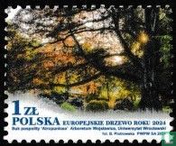 European tree of the year 1 (2024) - Poland - LastDodo