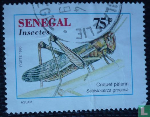 Grasshoppers