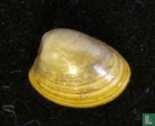 Ennucula puelcha