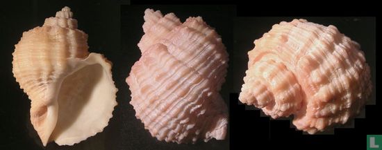 Cancellaria nodulifera