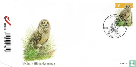 Short-eared owl