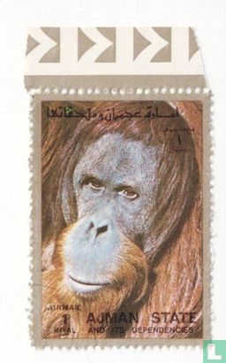 Orangutan