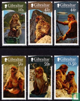 Barbary Apes
